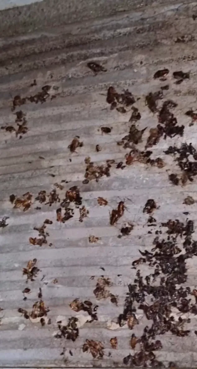 FUMIGACIONES-FINALPLAG