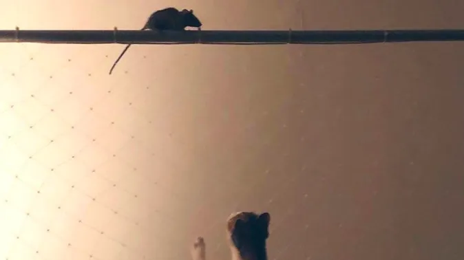Taiguer Control de Plagas